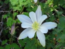 PICTURES/Spectra Point - Rampart Trail Overlook/t_Colorado Columbine13.jpg